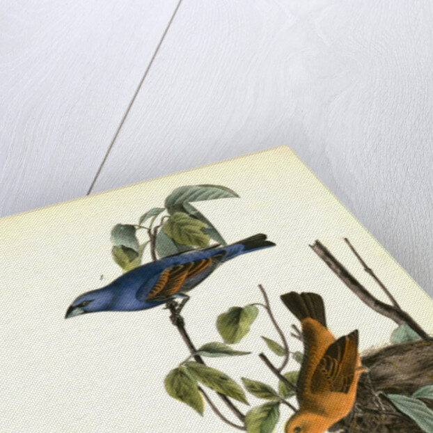 Blue Song Grosbeak by John James Audubon