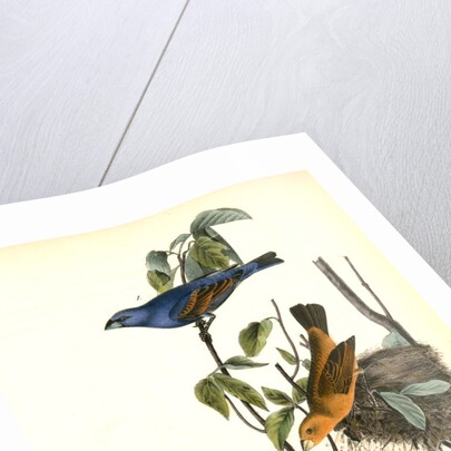Blue Song Grosbeak by John James Audubon