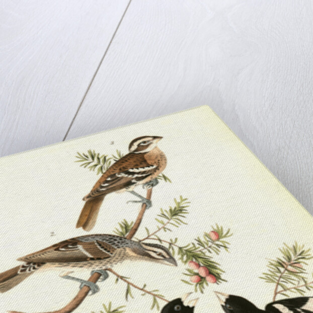 Rose-breasted Song Grosbeak by John James Audubon