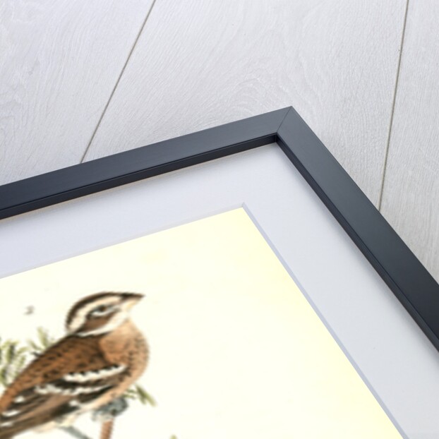 Rose-breasted Song Grosbeak by John James Audubon