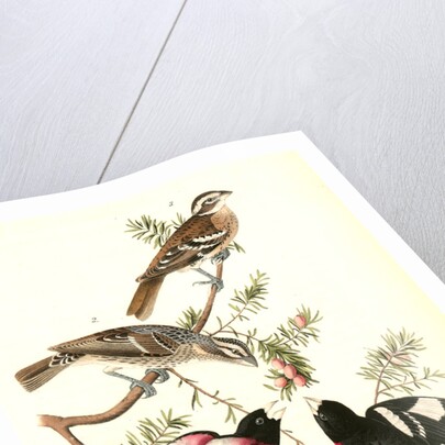 Rose-breasted Song Grosbeak by John James Audubon