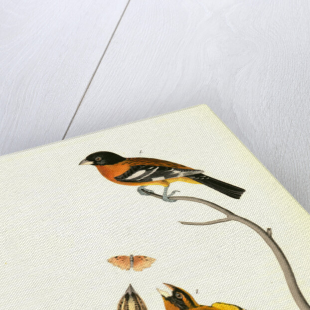 Black-headed Song-Grosbeak by John James Audubon