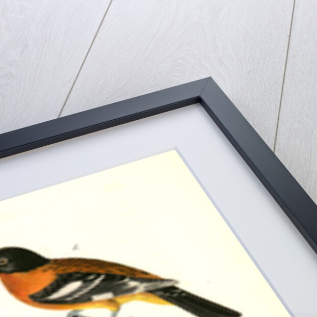 Black-headed Song-Grosbeak by John James Audubon