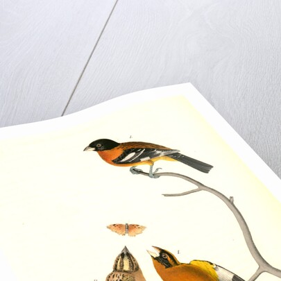 Black-headed Song-Grosbeak by John James Audubon