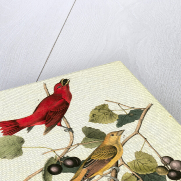 Summer Red-bird by John James Audubon