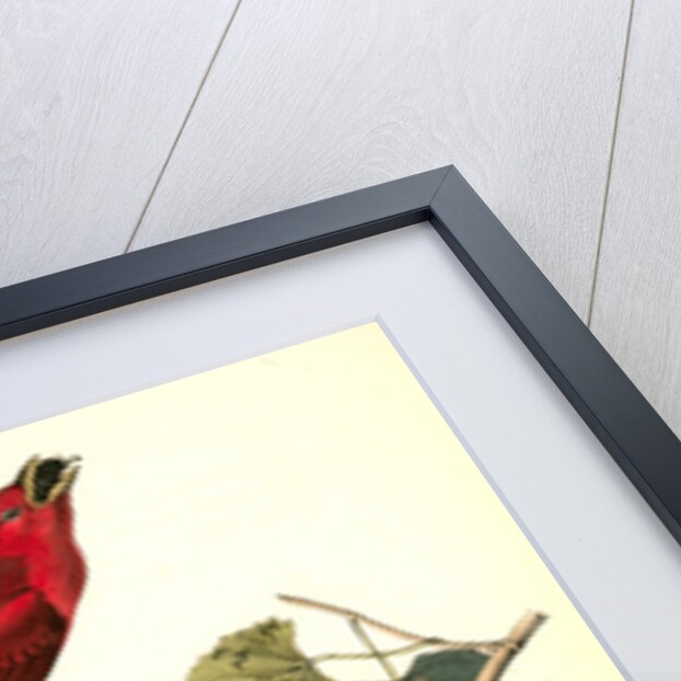 Summer Red-bird by John James Audubon