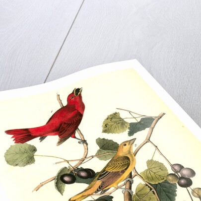 Summer Red-bird by John James Audubon