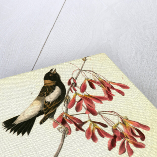 Wandering Rice-bird by John James Audubon