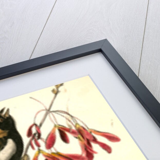 Wandering Rice-bird by John James Audubon