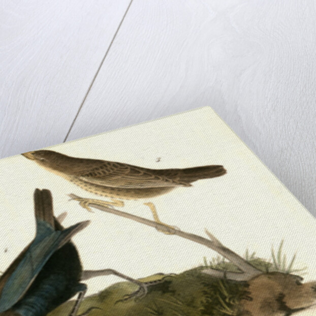 Common Cow-bird by John James Audubon