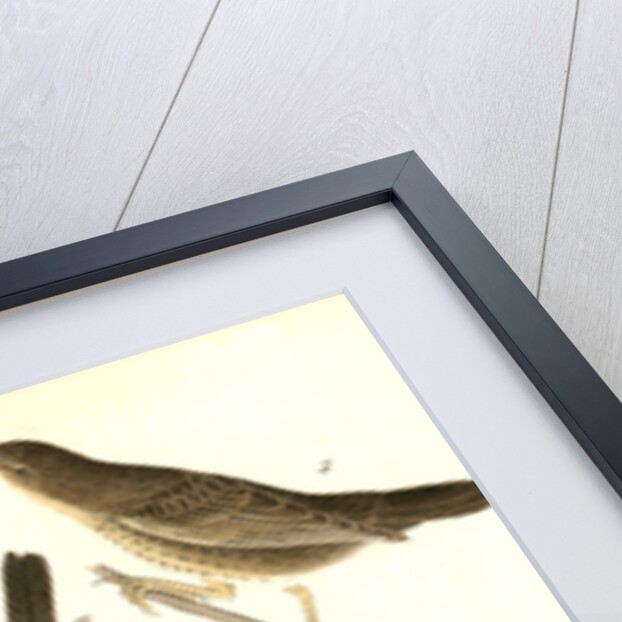 Common Cow-bird by John James Audubon