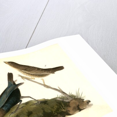 Common Cow-bird by John James Audubon