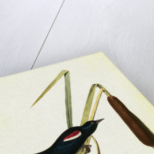 Red-and-white-shouldered Marsh-Blackbird. Male by John James Audubon