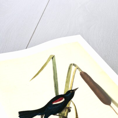 Red-and-white-shouldered Marsh-Blackbird. Male by John James Audubon