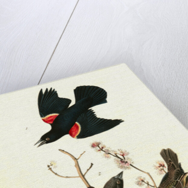 Red-winged Starling by John James Audubon