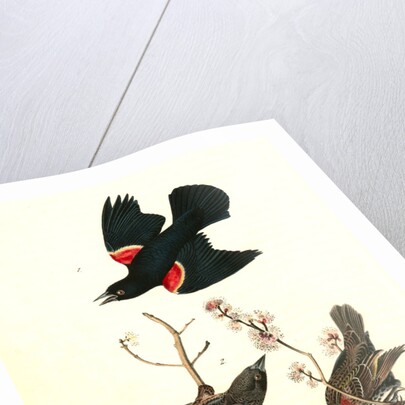 Red-winged Starling by John James Audubon