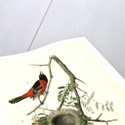 Orchard Oriole, or Hang-nest by John James Audubon