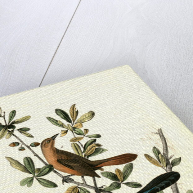 Boat-tailed Grackle by John James Audubon