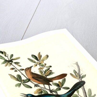 Boat-tailed Grackle by John James Audubon