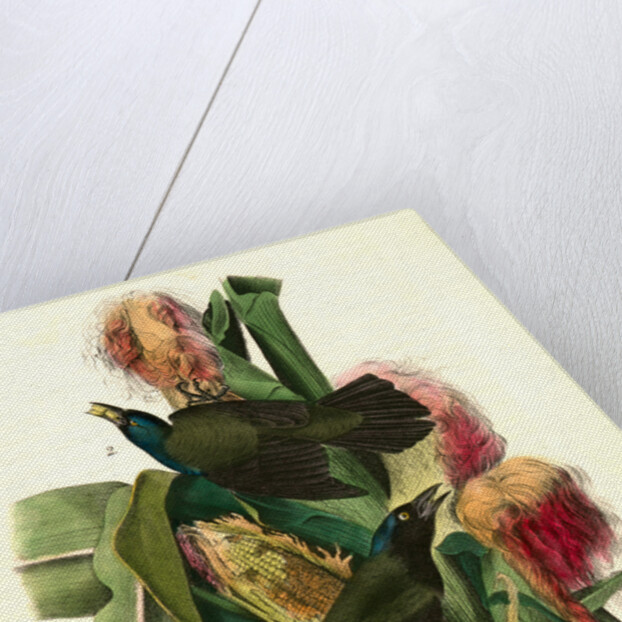 Common Purple Crow-Blackbird by John James Audubon