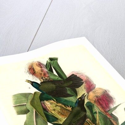 Common Purple Crow-Blackbird by John James Audubon