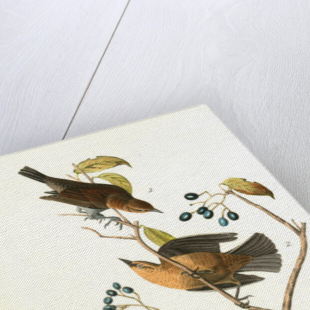 Rusty Crow-Blackbird by John James Audubon