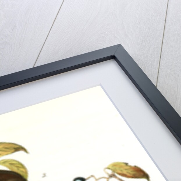 Rusty Crow-Blackbird by John James Audubon