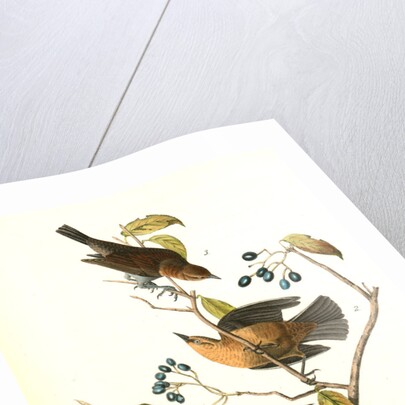 Rusty Crow-Blackbird by John James Audubon
