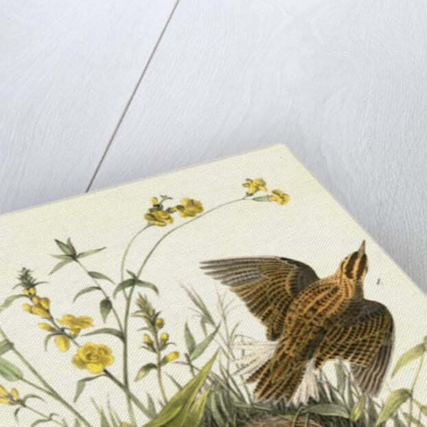Meadow Starling or Meadow Lark by John James Audubon
