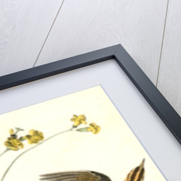Meadow Starling or Meadow Lark by John James Audubon