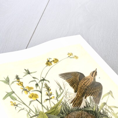 Meadow Starling or Meadow Lark by John James Audubon