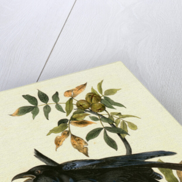 Raven. Old Male. (Thick-Shell bark Hickory) by John James Audubon