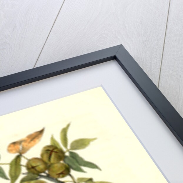 Raven. Old Male. (Thick-Shell bark Hickory) by John James Audubon