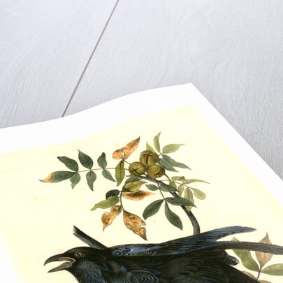 Raven. Old Male. (Thick-Shell bark Hickory) by John James Audubon