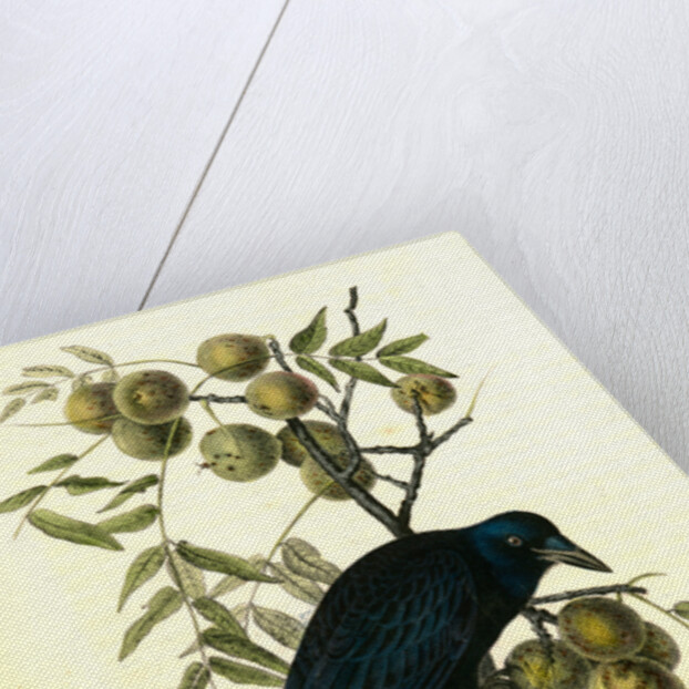 Common American Crow. Male. (Black Walnut.) by John James Audubon