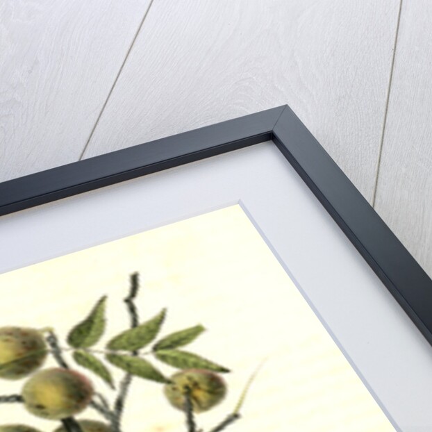 Common American Crow. Male. (Black Walnut.) by John James Audubon