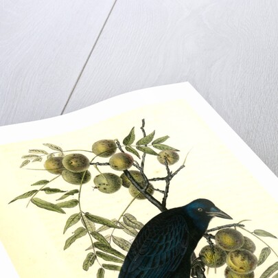 Common American Crow. Male. (Black Walnut.) by John James Audubon
