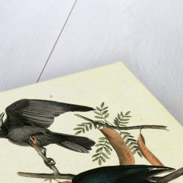 Fish Crow by John James Audubon