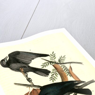 Fish Crow by John James Audubon
