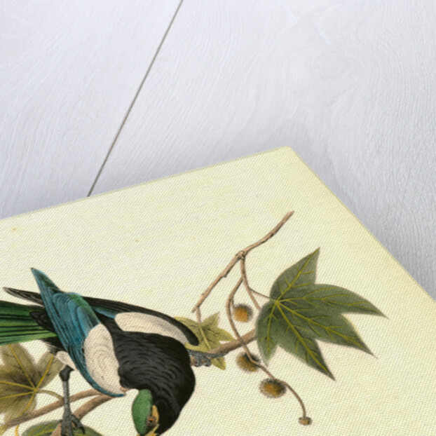 Yellow-billed Magpie. Male. (Plantanus) by John James Audubon