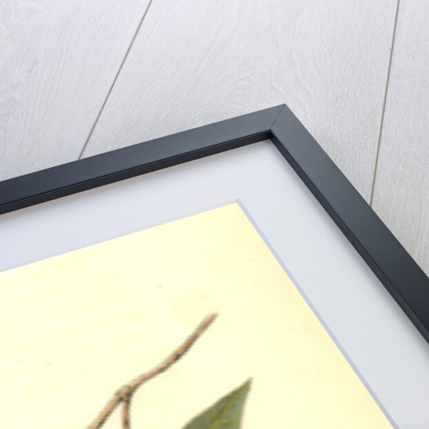 Yellow-billed Magpie. Male. (Plantanus) by John James Audubon