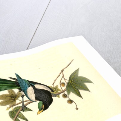 Yellow-billed Magpie. Male. (Plantanus) by John James Audubon