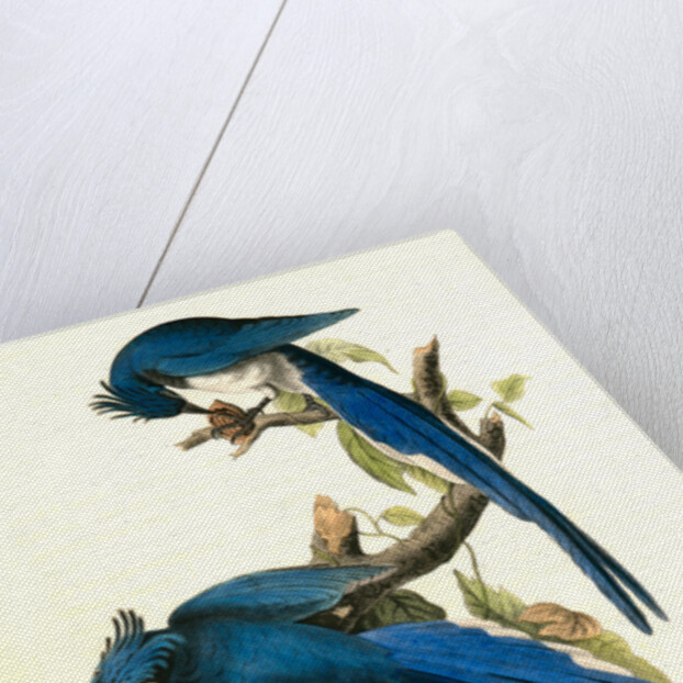 Columbia Magpie or Jay. Male by John James Audubon