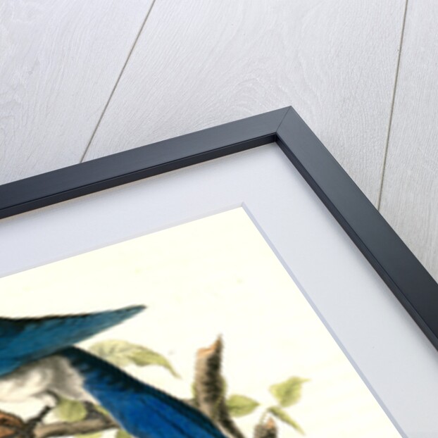 Columbia Magpie or Jay. Male by John James Audubon