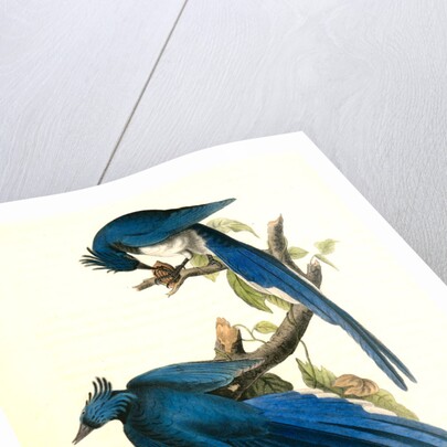 Columbia Magpie or Jay. Male by John James Audubon