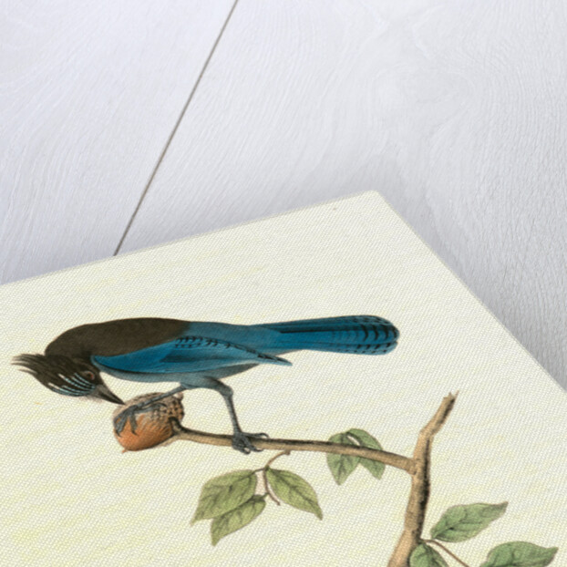 Steller's Jay. Male by John James Audubon
