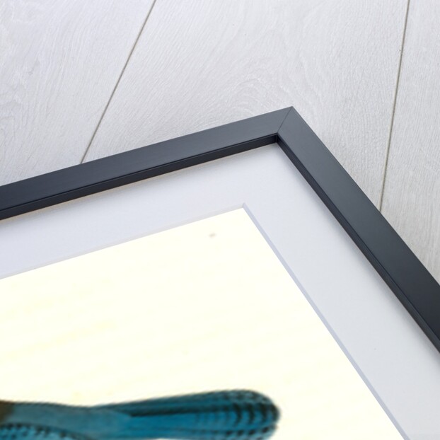 Steller's Jay. Male by John James Audubon