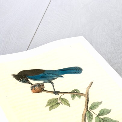Steller's Jay. Male by John James Audubon