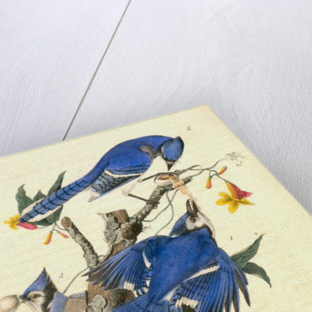 Blue Jay by John James Audubon