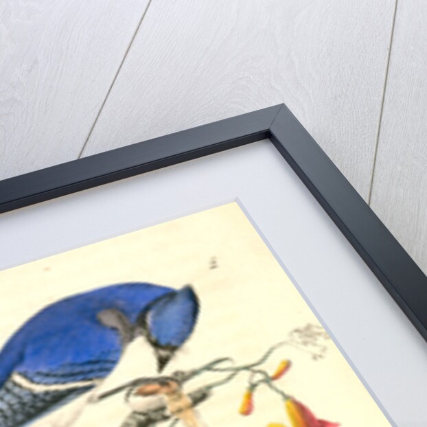 Blue Jay by John James Audubon